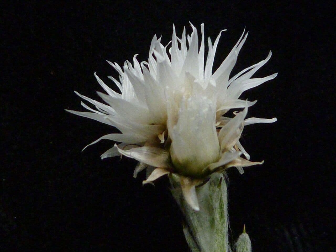Anaphalis 2