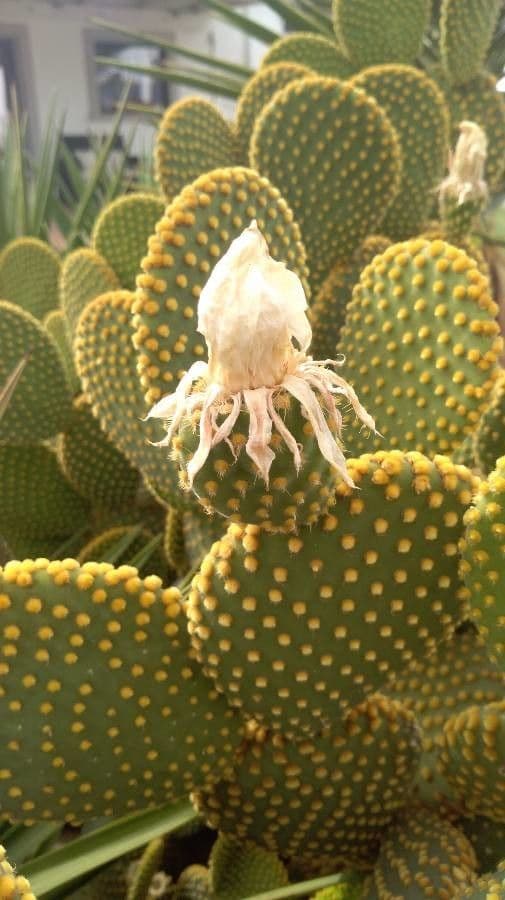 Nopal 8