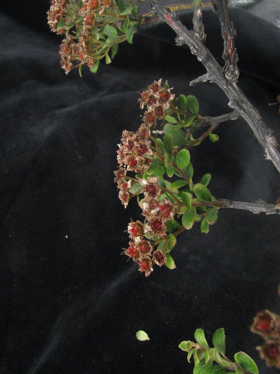 Spirea arcuata