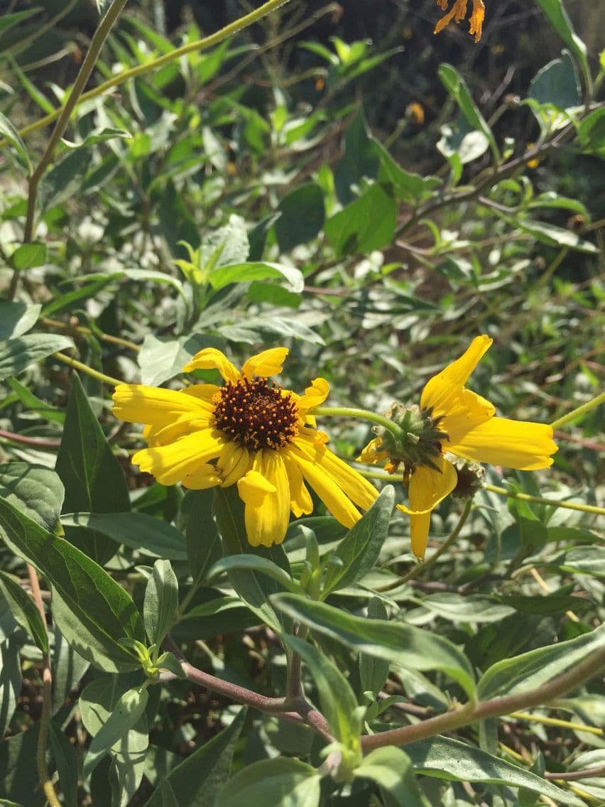 Encelia kalifornská 8