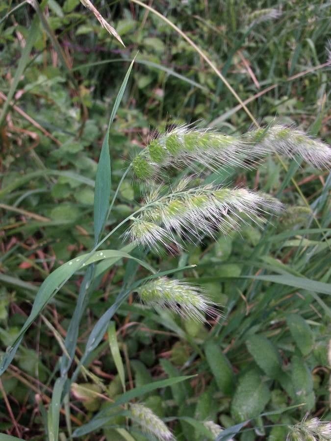 Igel-Kammgras 9