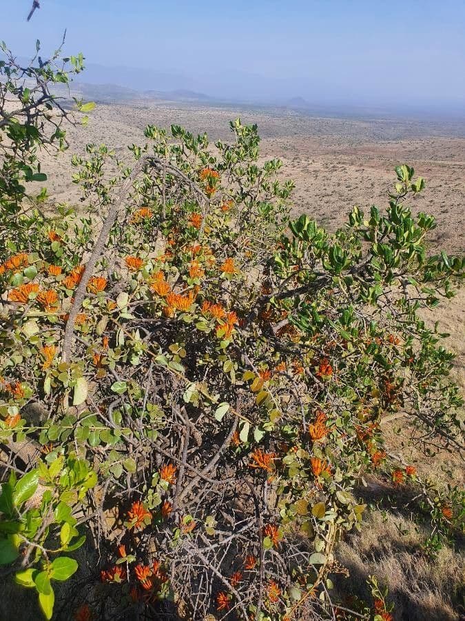 Phragmanthera 8