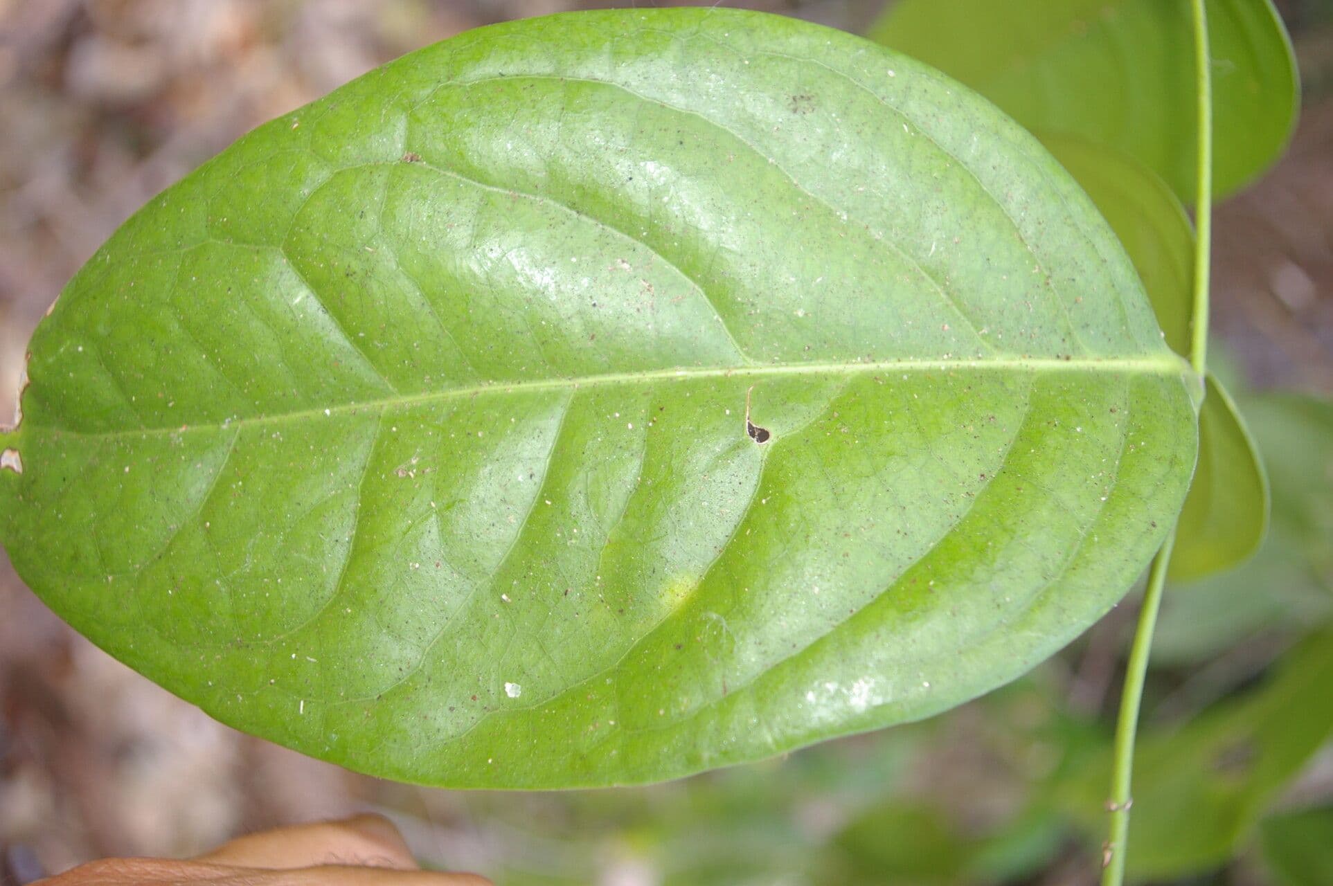 Cuervea 5