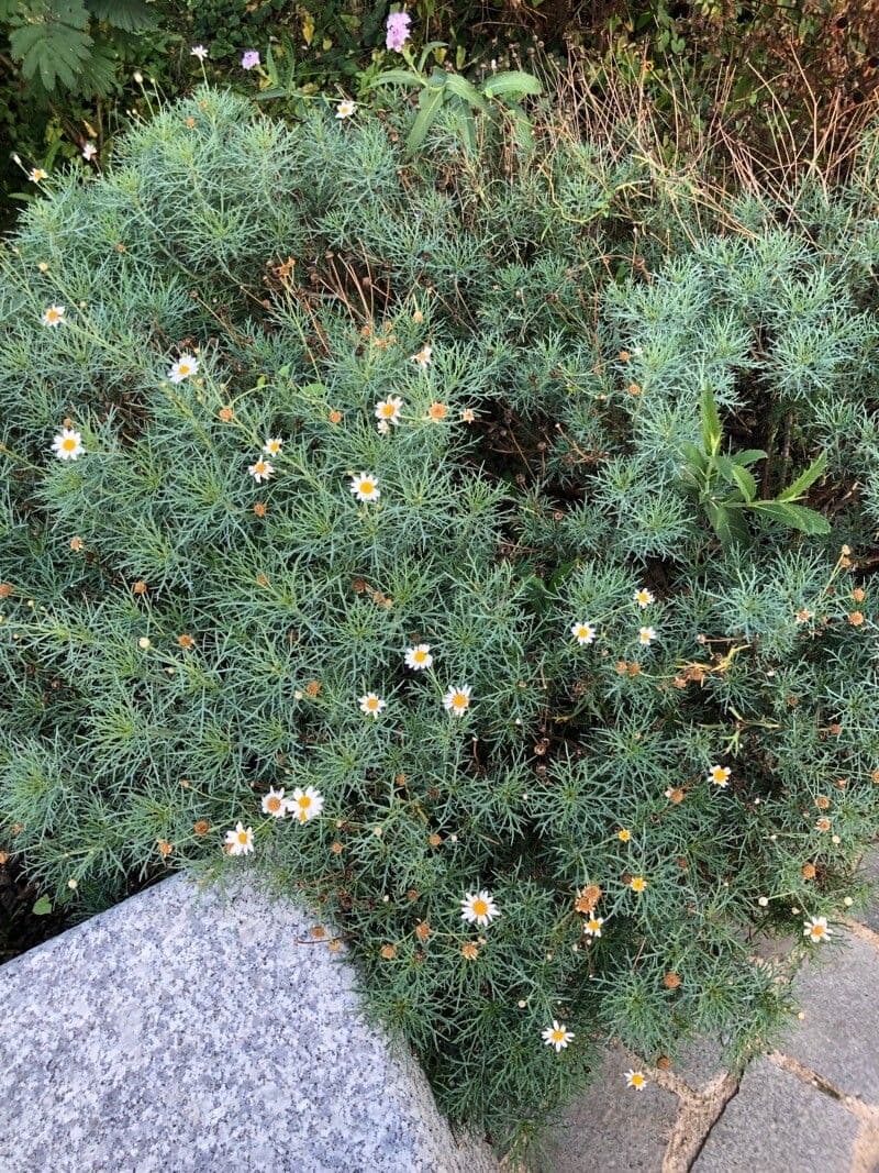 Thymophylla 7