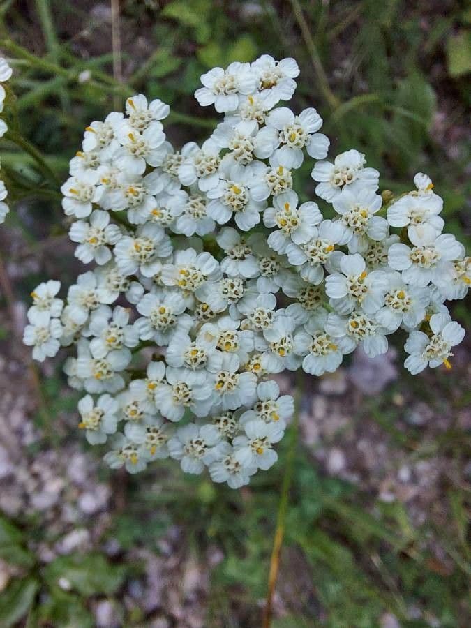 Achillea odorata 5