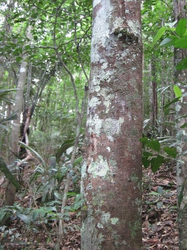 Elvasia 5