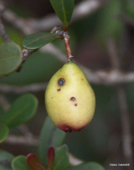 Syzygium 5