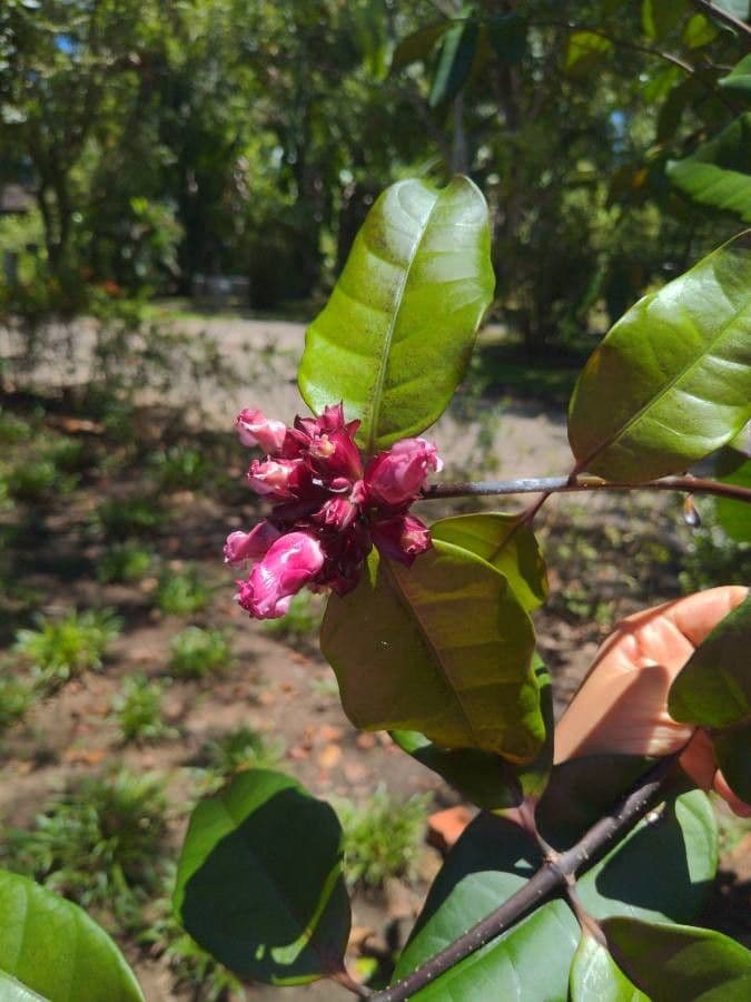 Strophanthus
