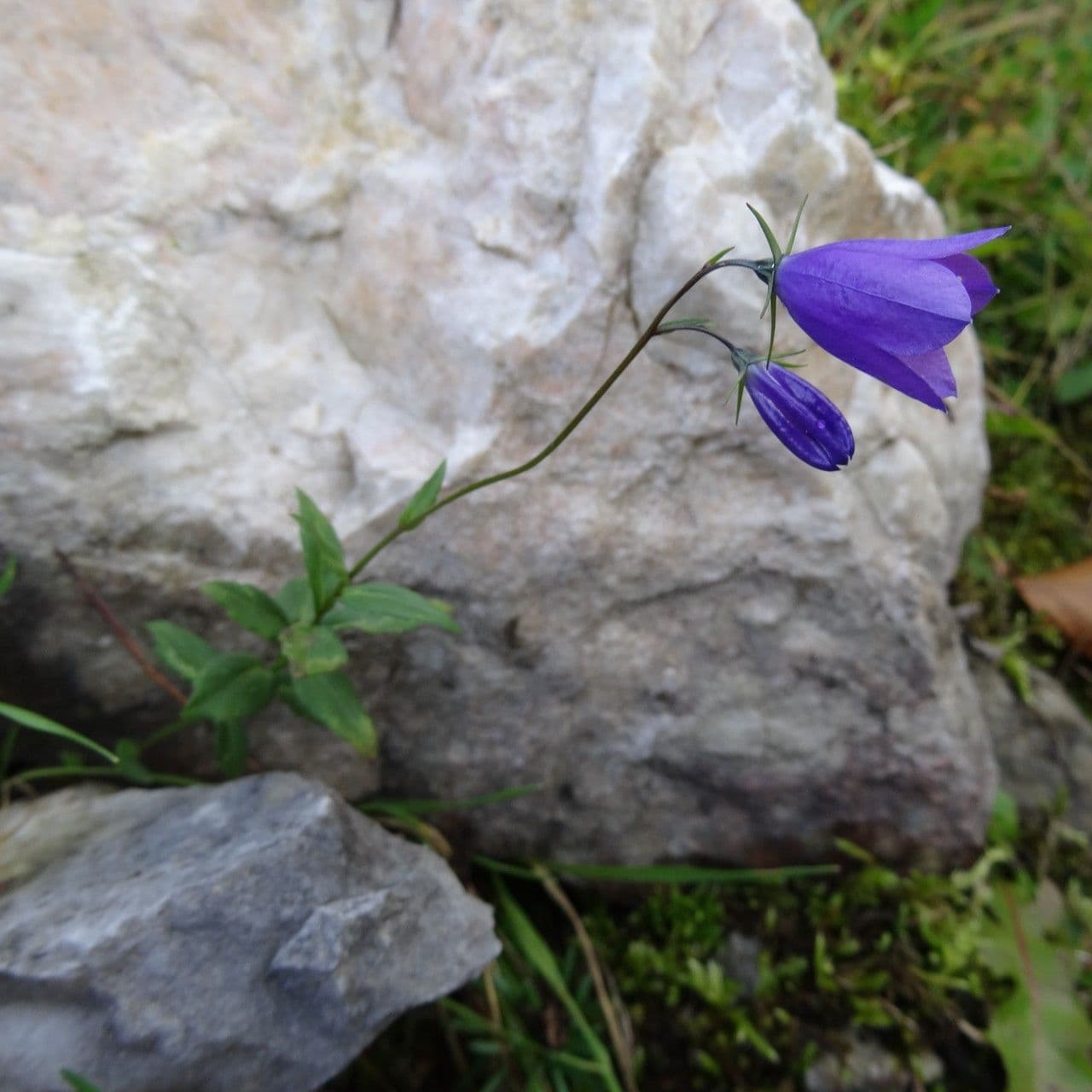 Campanula 4
