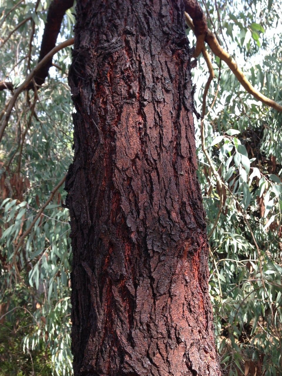 Rotes Eisenholz 22