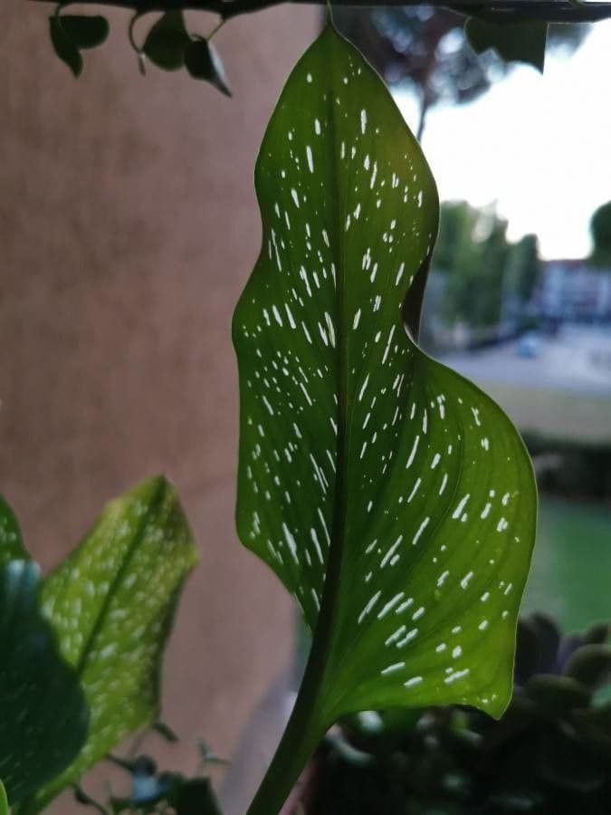 Calla 27