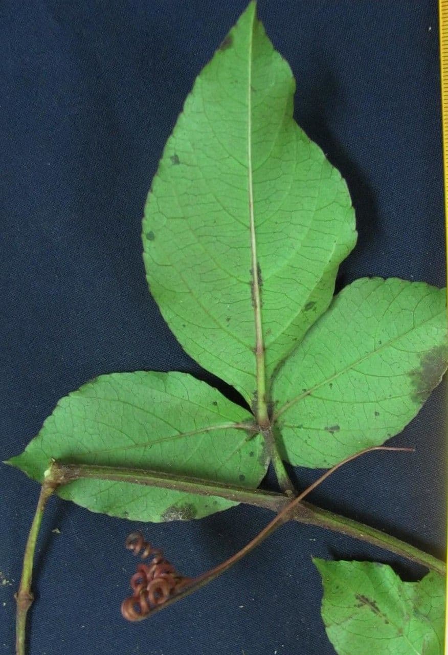 Cissus 19
