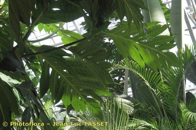 Albero del pane 27