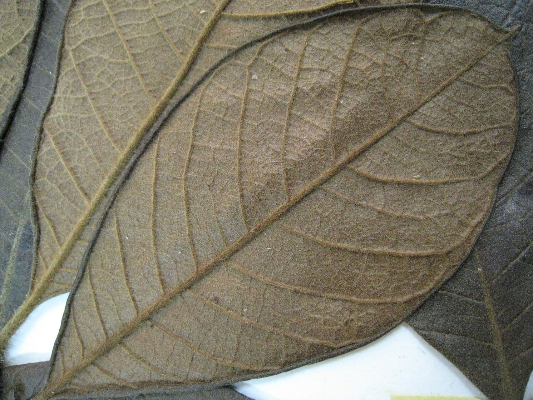 Byrsonima stipulata 2