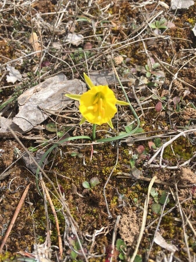 Narcisse 4