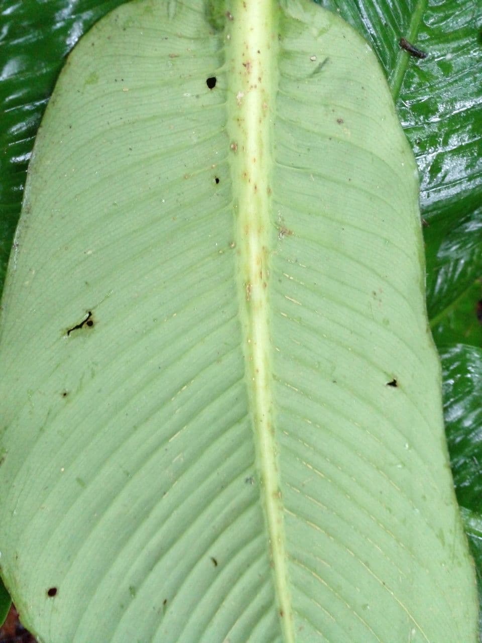 Dieffenbachia 15