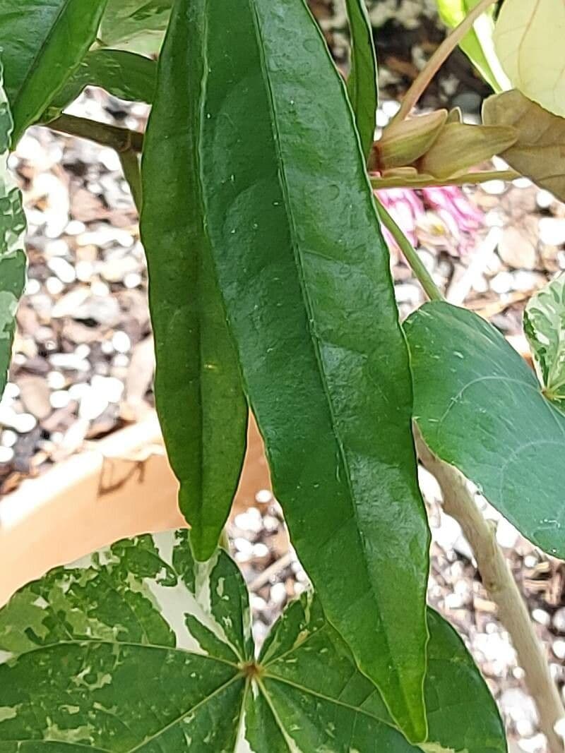 Pavonia 11