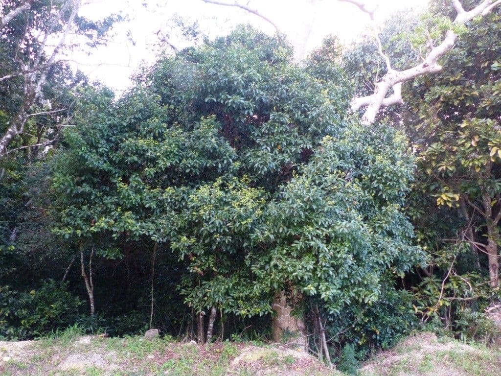 Cryptocarya di Lifou 10