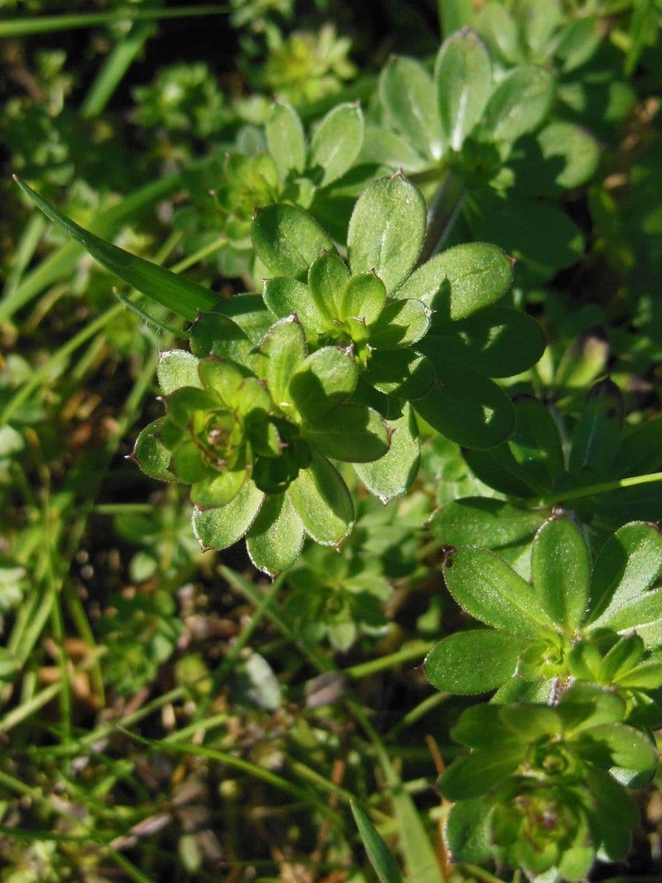 Caglio tirolese 30