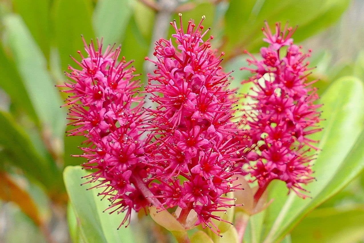 Cunonia 3