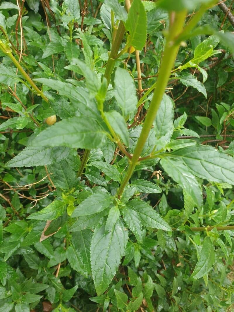 Phygelius 16