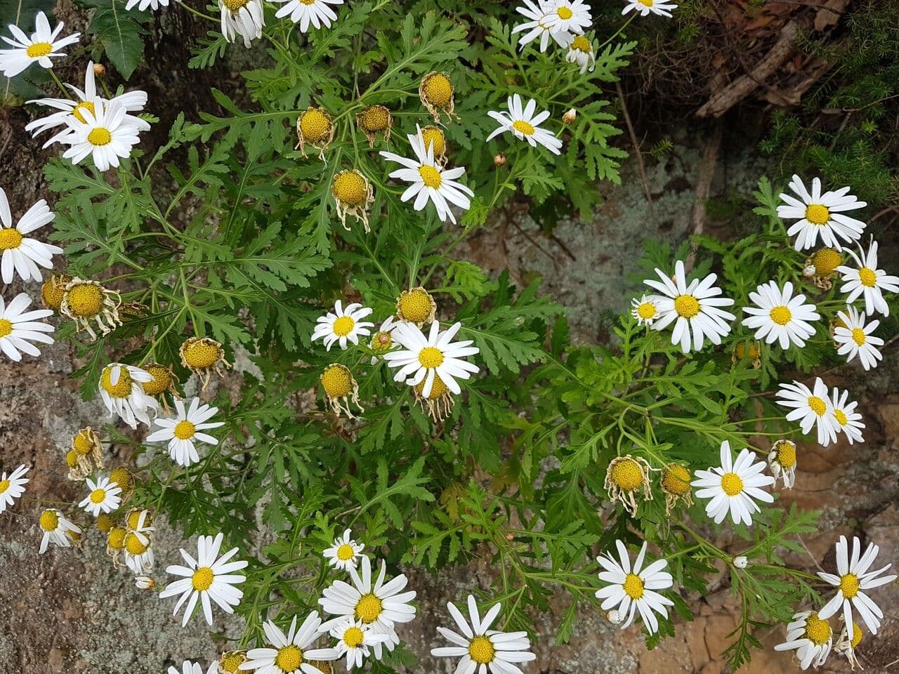 Argyranthemum 2