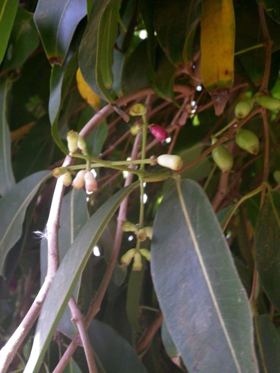 Syzygium guineense 5