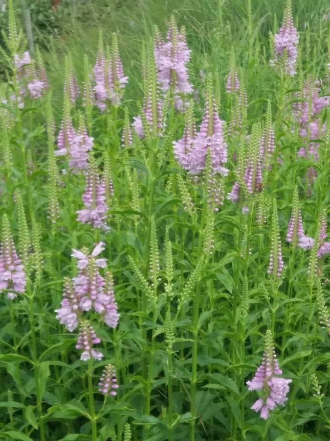 Physostegia virginiana 13