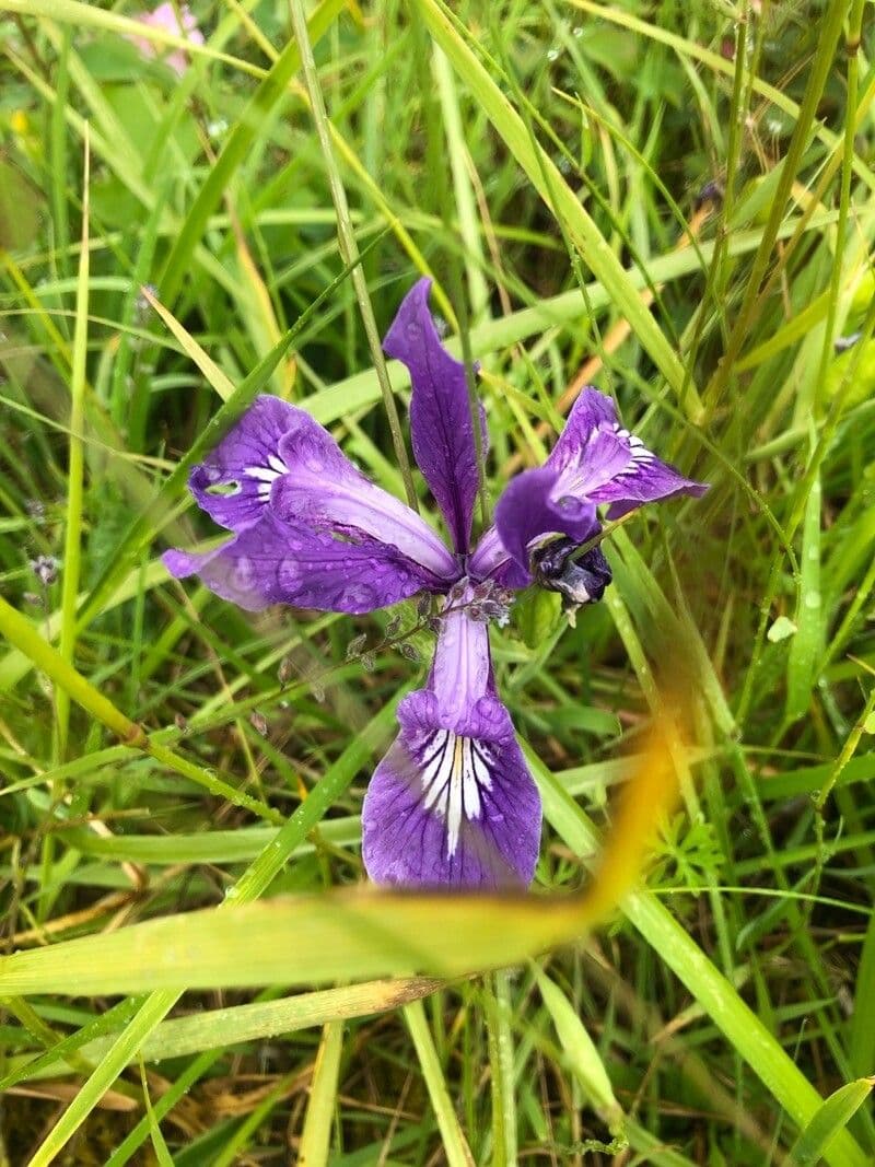 Iris tenace 2