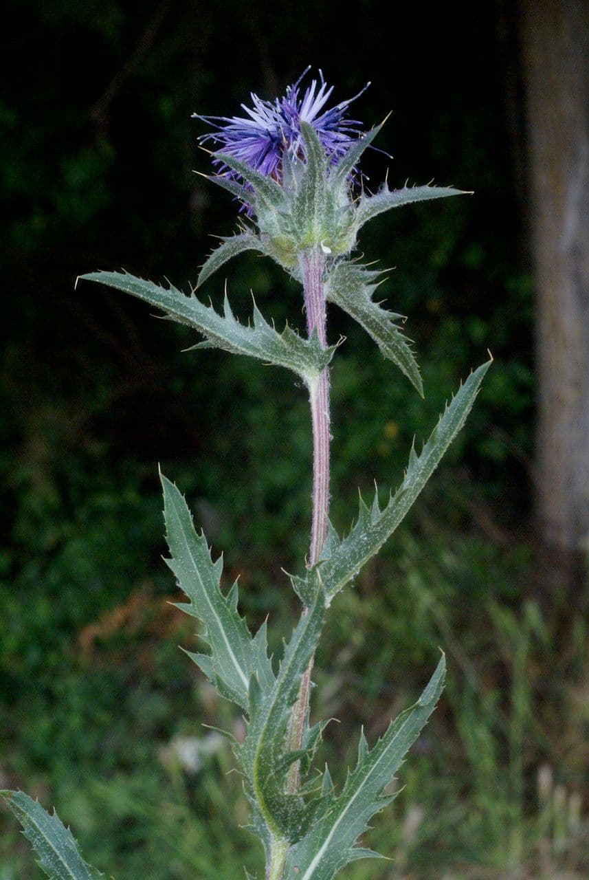 Blaue Distel 21