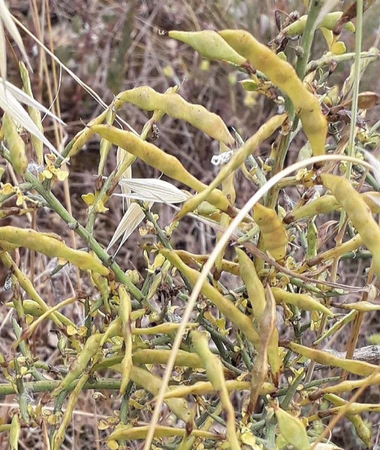 Ginestra spinosa 5