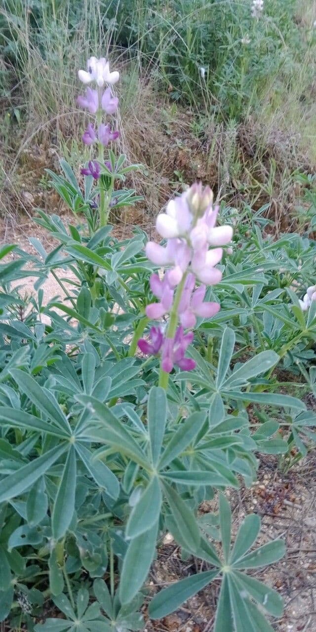 Spanische Lupine 3
