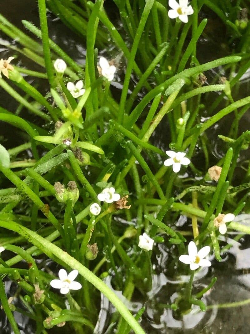 Limosella australe 2