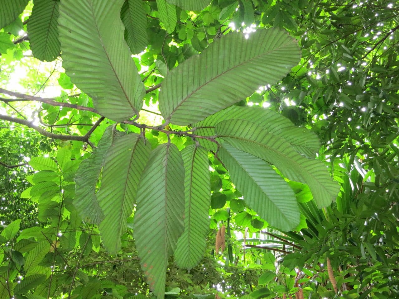 Dipterocarp 2