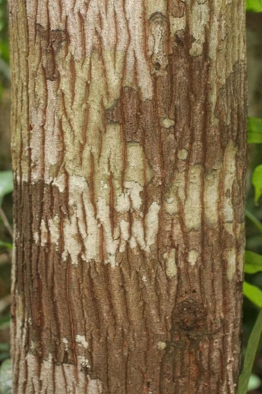Byrsonima 5