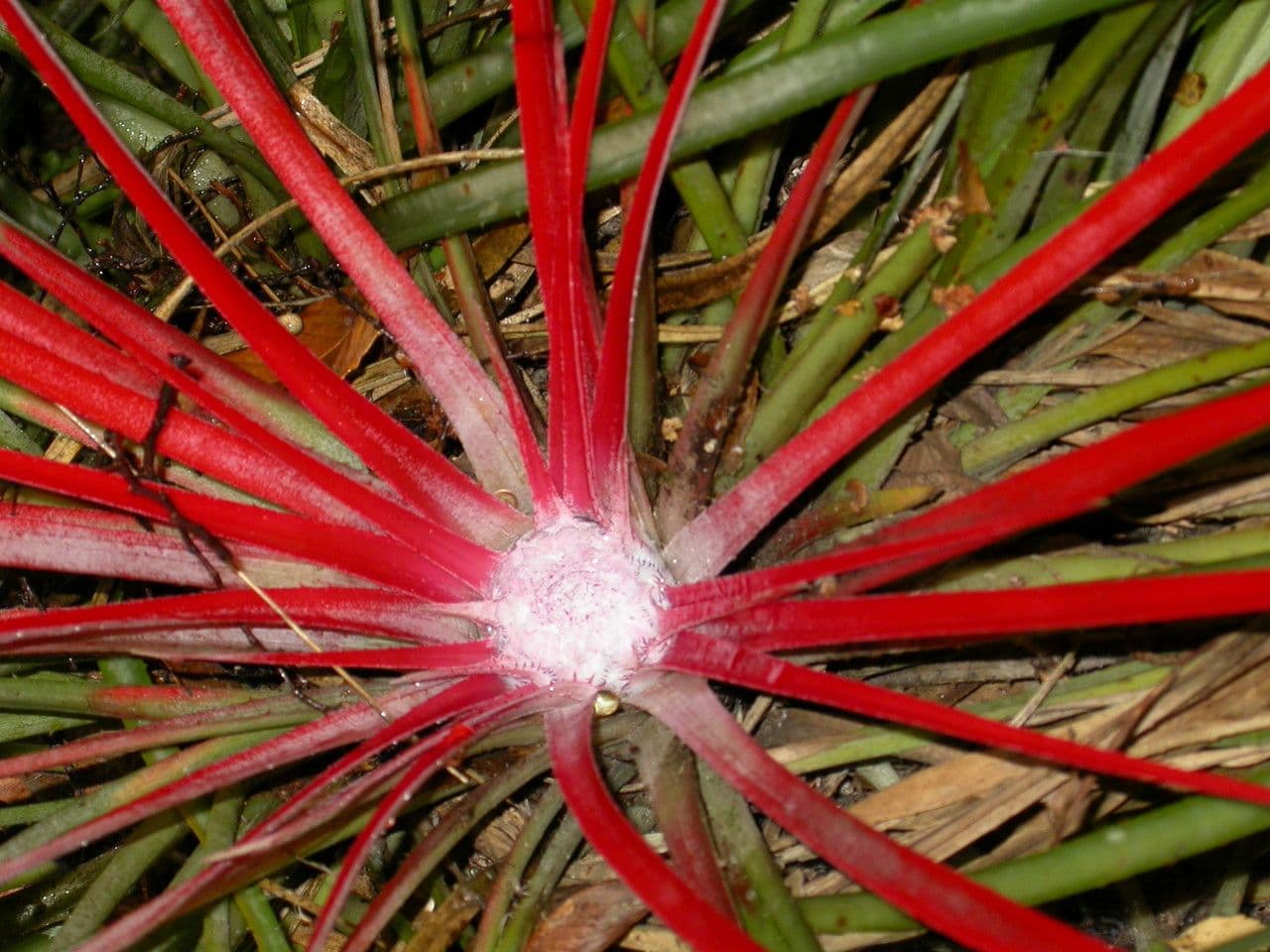Fascicularia 24