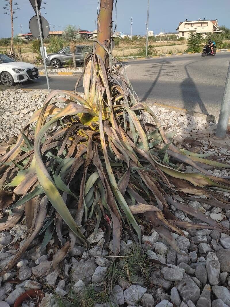 Sisal 26