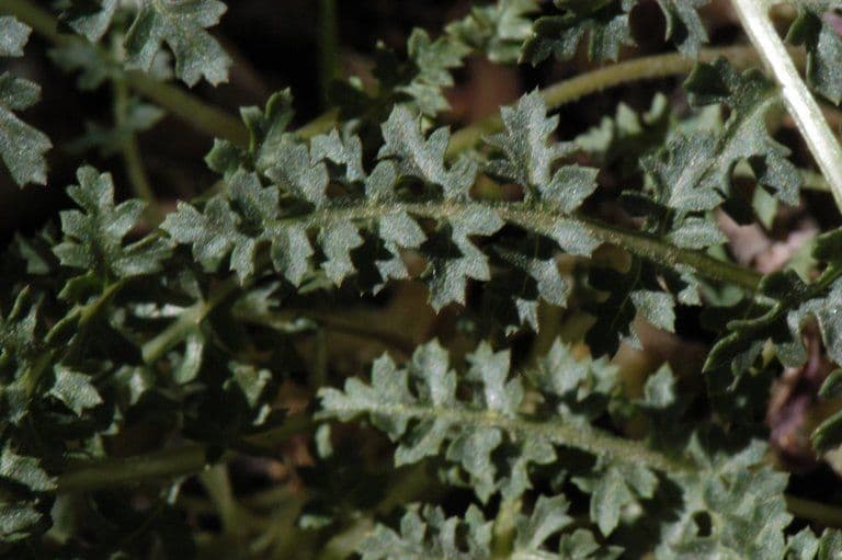 Pedicularis semibarbata 7