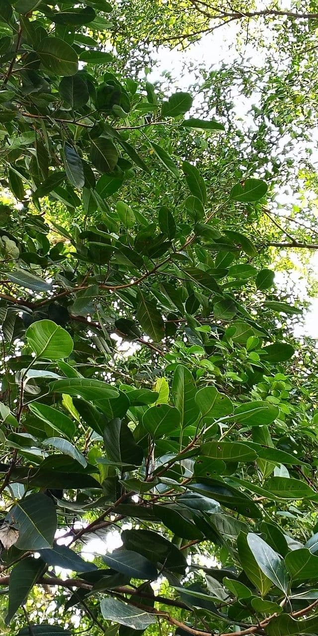 Afzelia xylocarpa 5