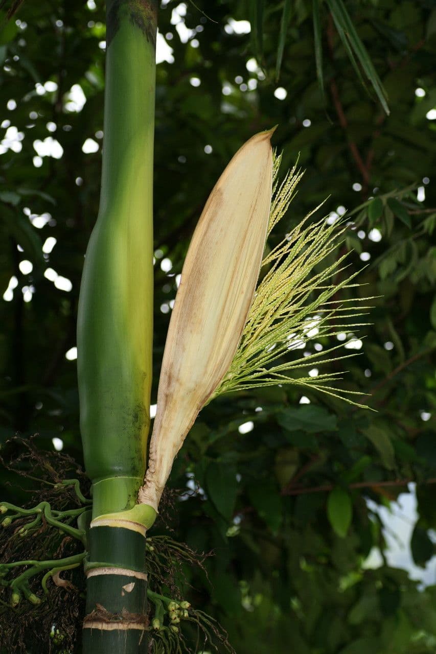 Areca 9