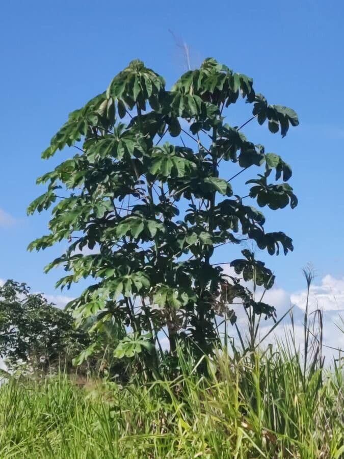 Cecropia 12