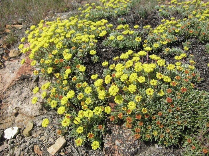 Eriogonum caespitosum 10