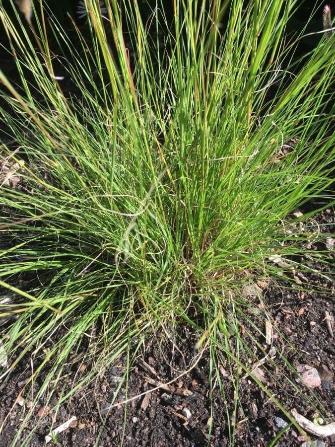 Bouteloua aristidoides 2