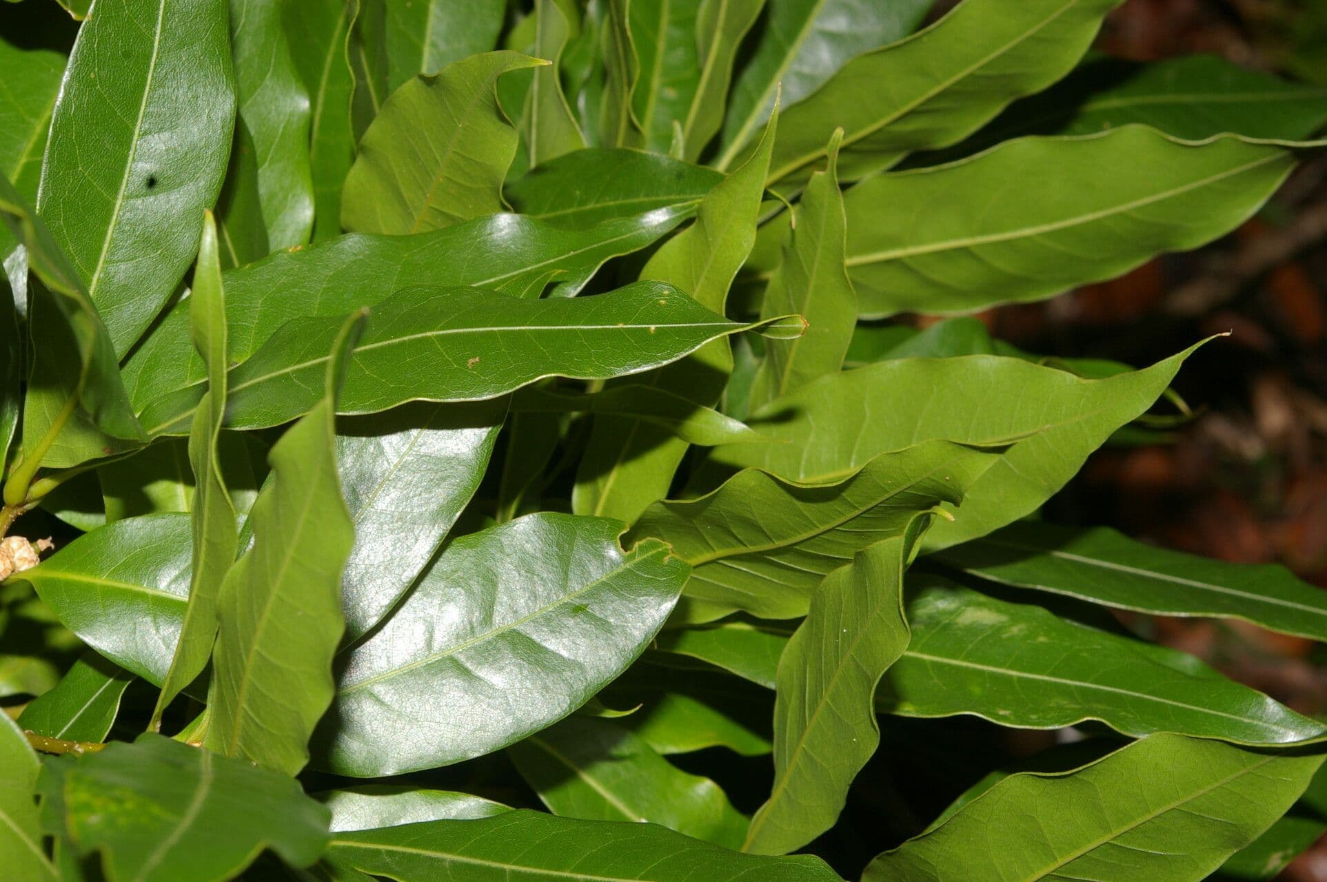 Quercia 14