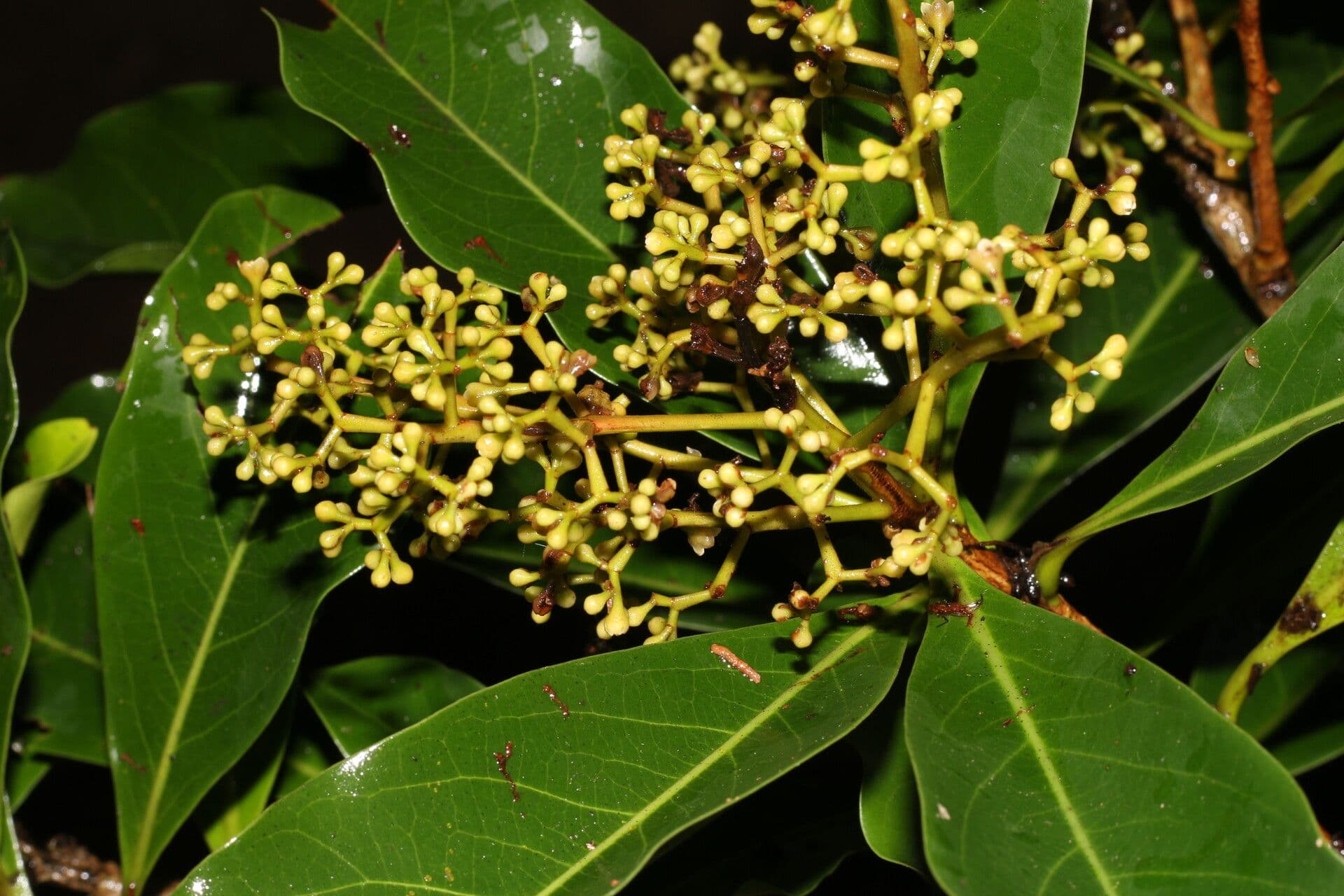 Ocotea 12