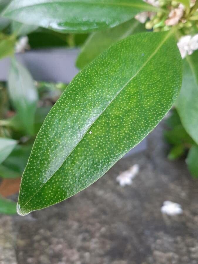 Schlankblättriges Myoporum 18