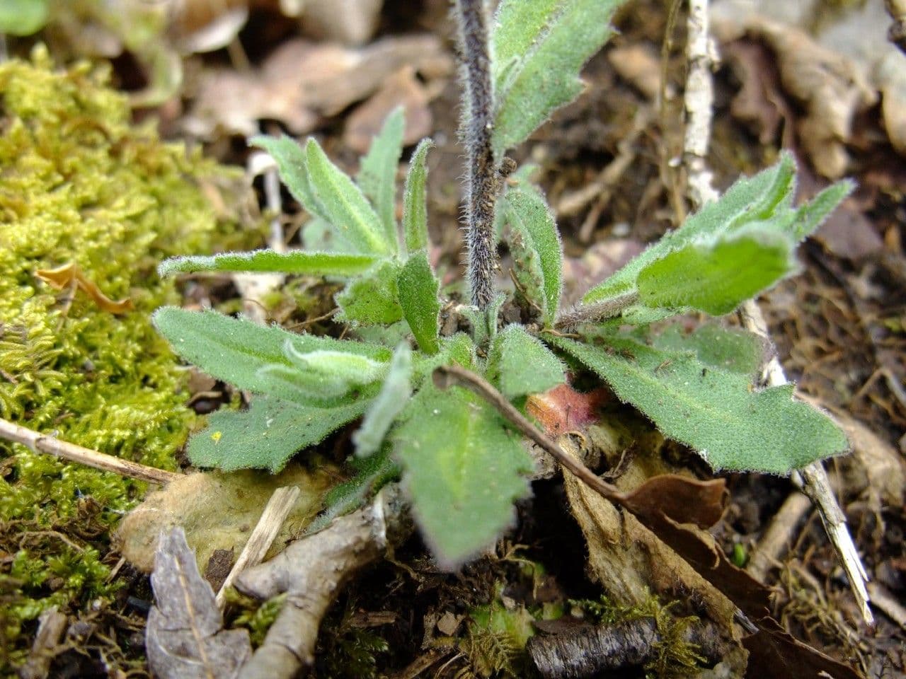 Arabis nova 10