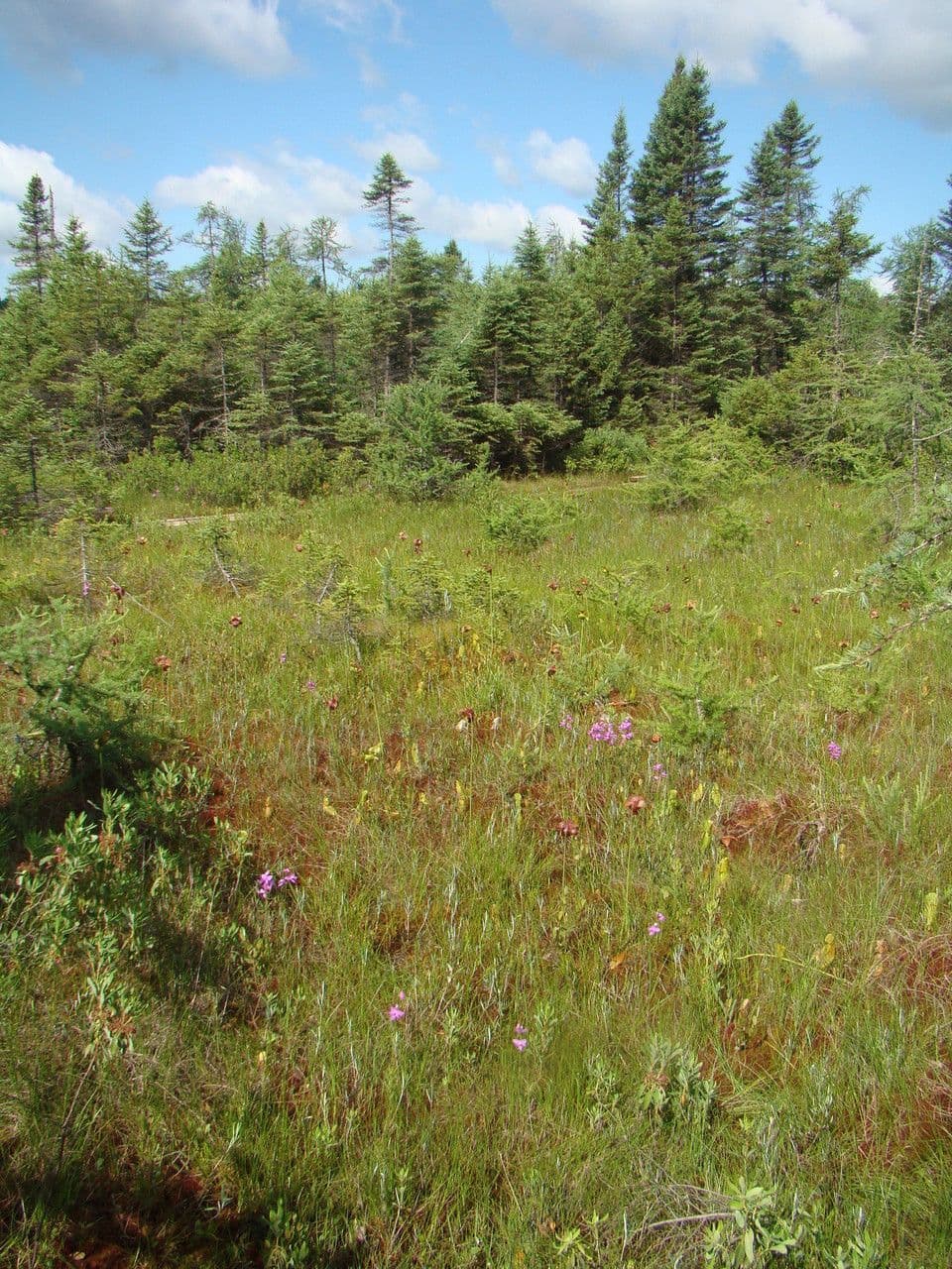 Calopogon tuberoso 6