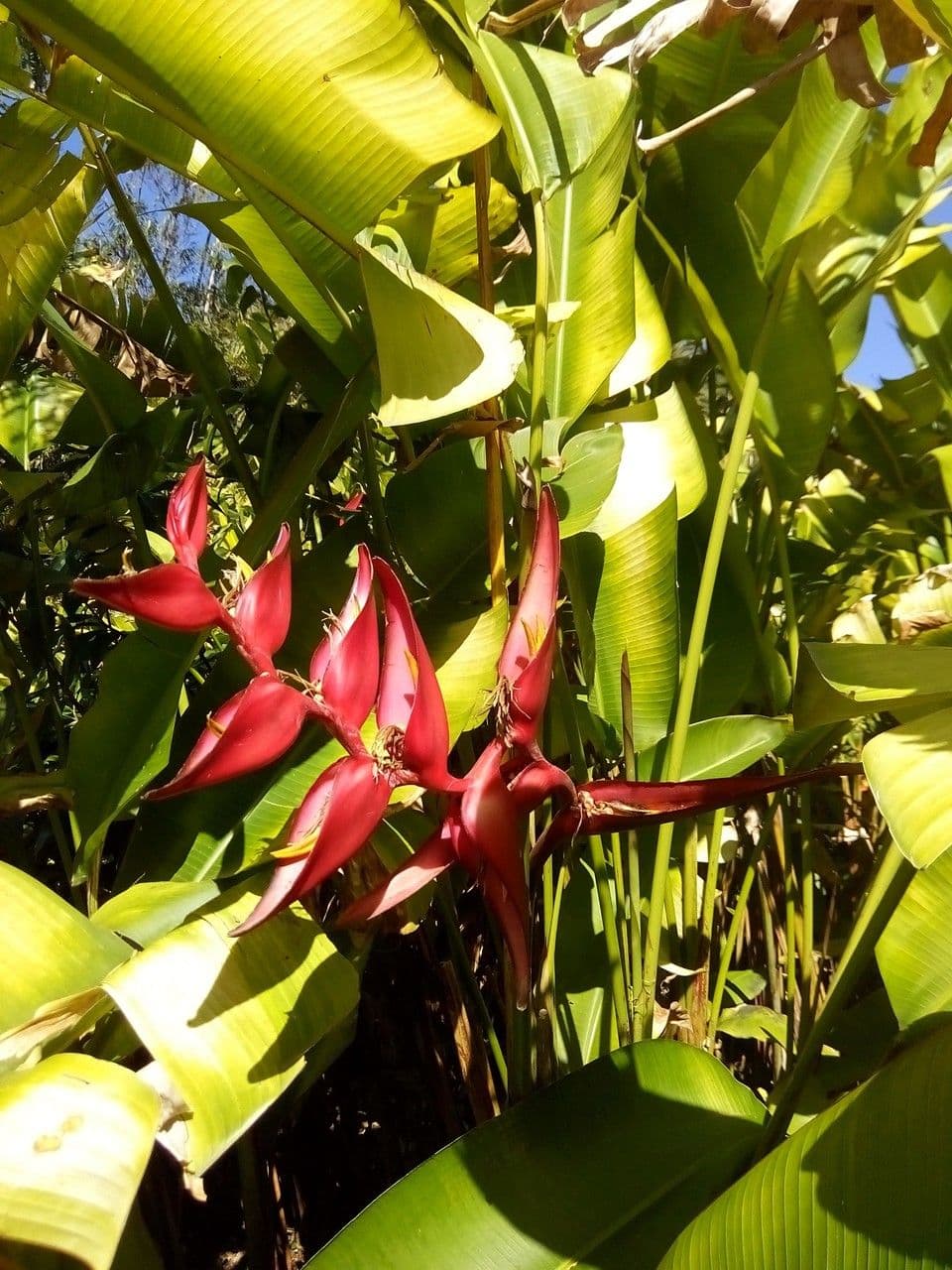 Heliconia eretta 6