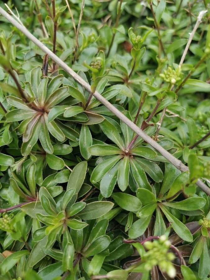 Iberis ciliata 13